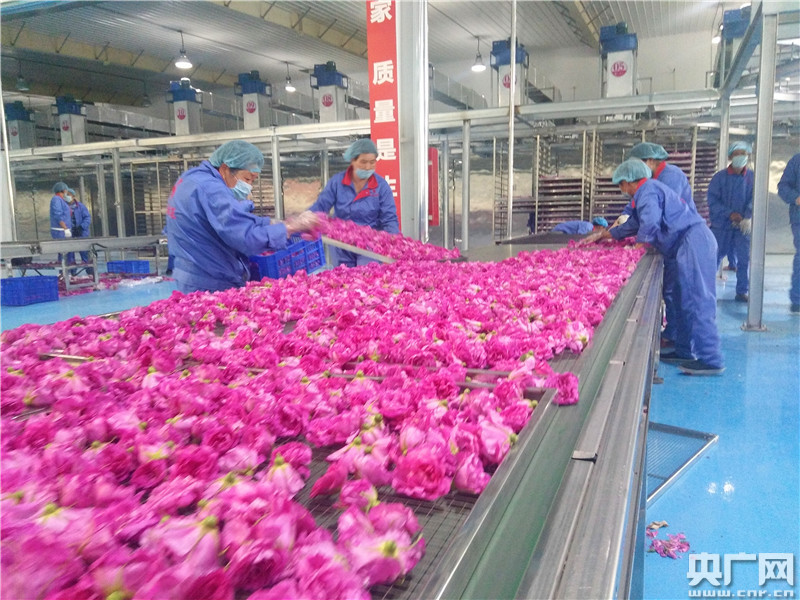 花香四溢，魅力绽放 2019中国玫瑰产品博览会暨平阴玫瑰文化节盛大开幕